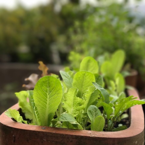 close-up-hand-touching-plant sq lr